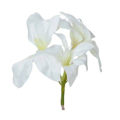 Amarylis, White W168-01