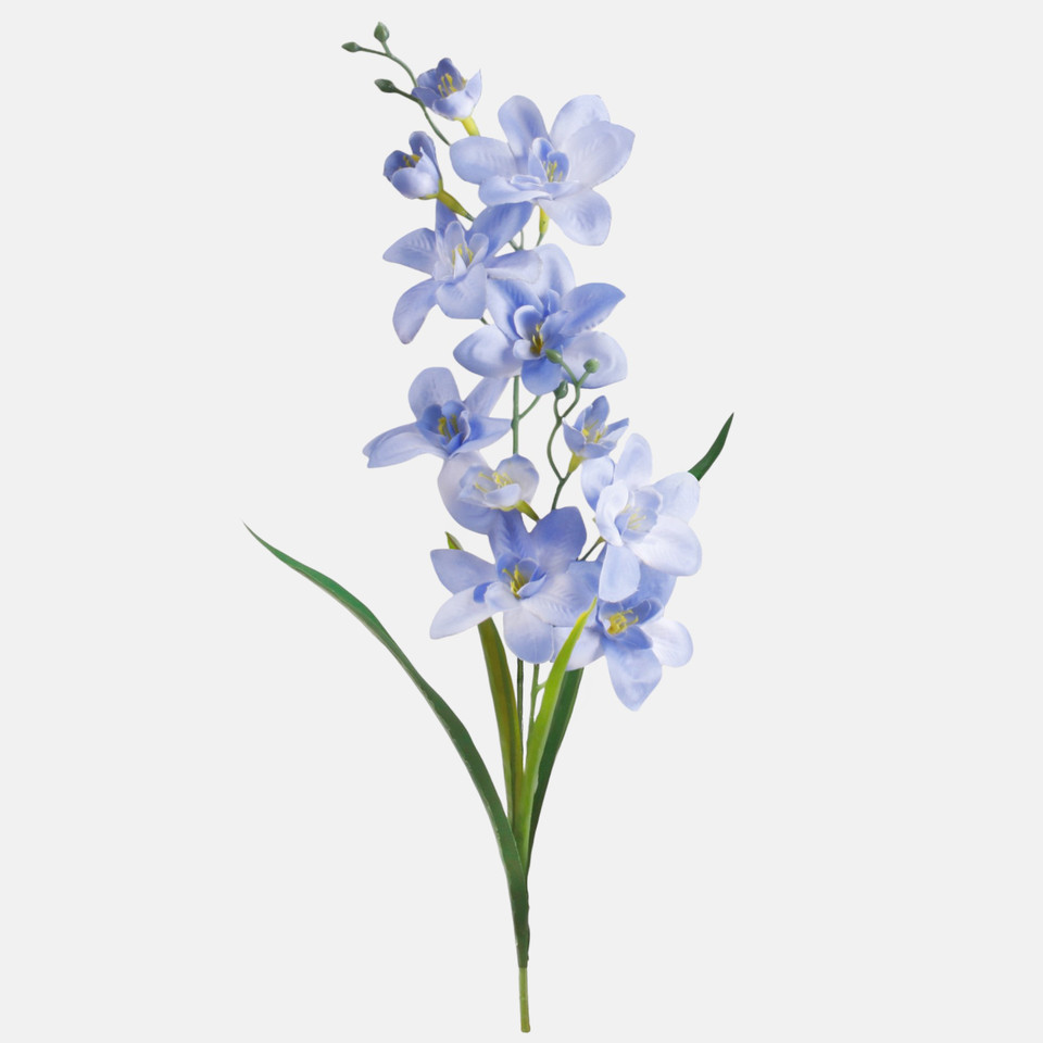 Storczyk satynowy z liściem, Blue Sapphire G284-13