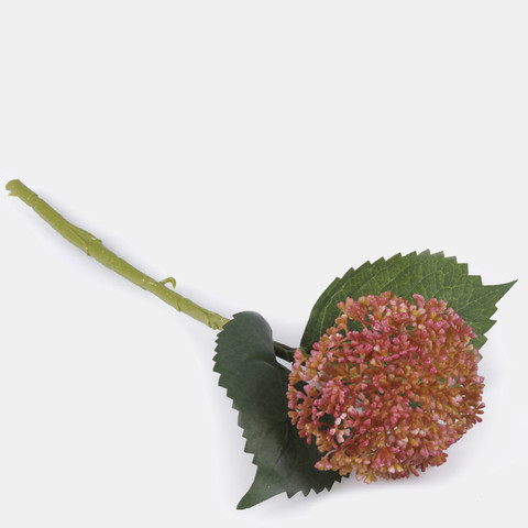 Hydrangea, Pink G459-03