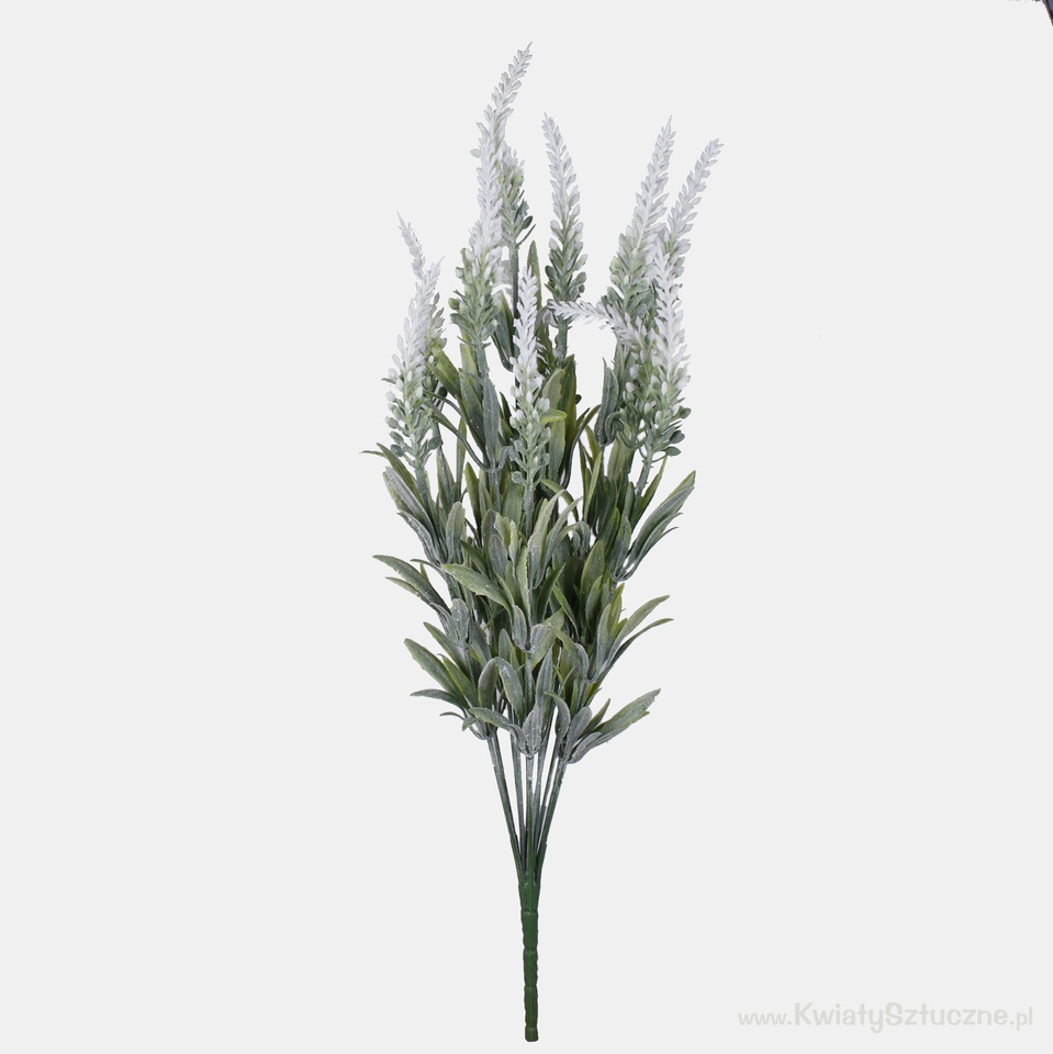 Lavender x 12, White QA209-01