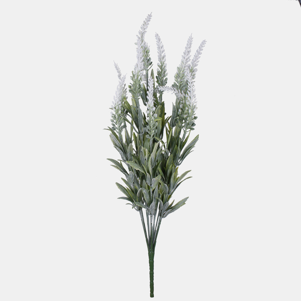 Lavender x 12, White QA209-01
