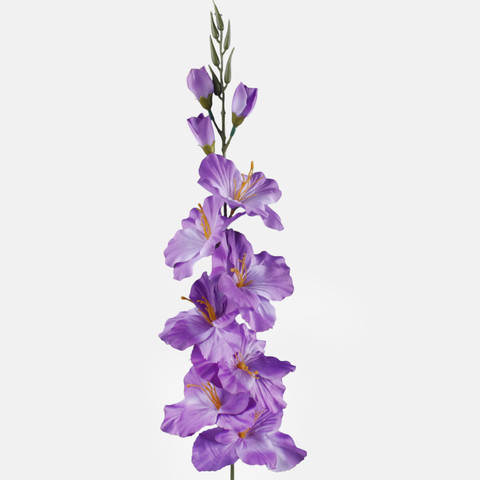Satin gladiolus, Violet L190K-21