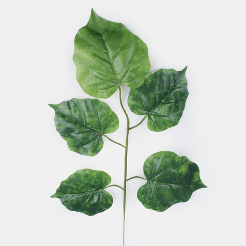 Linden F002