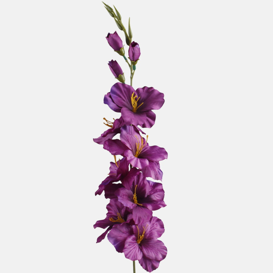 Satin gladiolus, Purple L190K-38