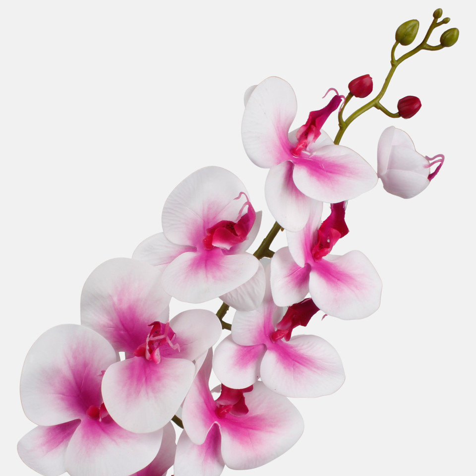 Orchid, Pink/White L768L-02
