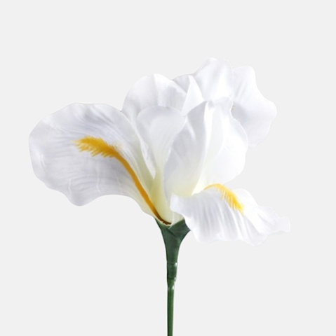 Iris, White G142-03