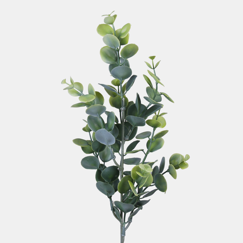 Eucalyptus, T.T. Green A447-01