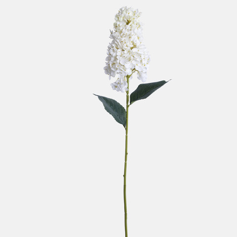 Hydrangea, Cream BGK345-01