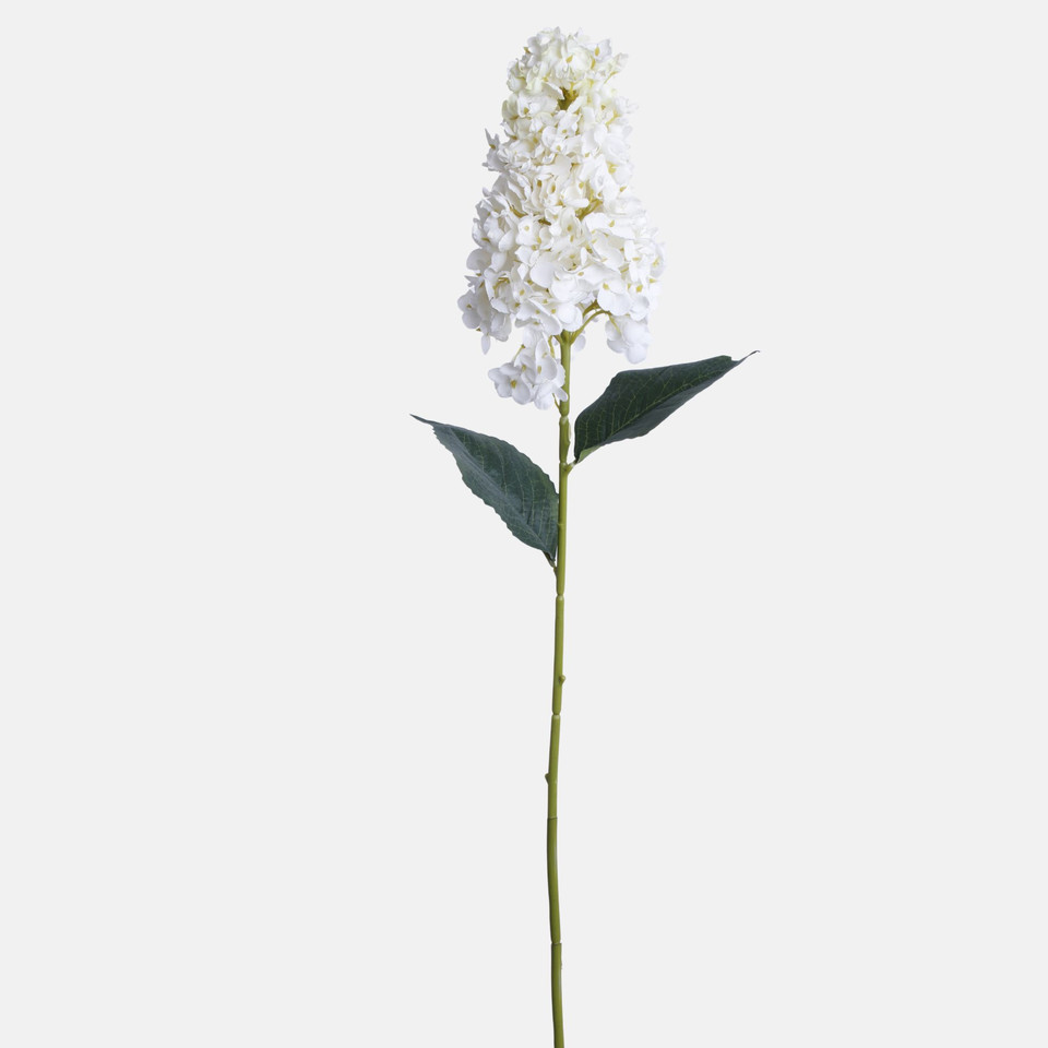 Hortensja, Cream BGK345-01