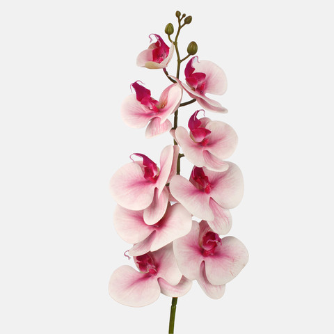 Orchid, Lt. Pink L763L-04
