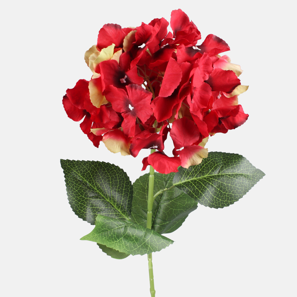 Hortensja, Red L890-02