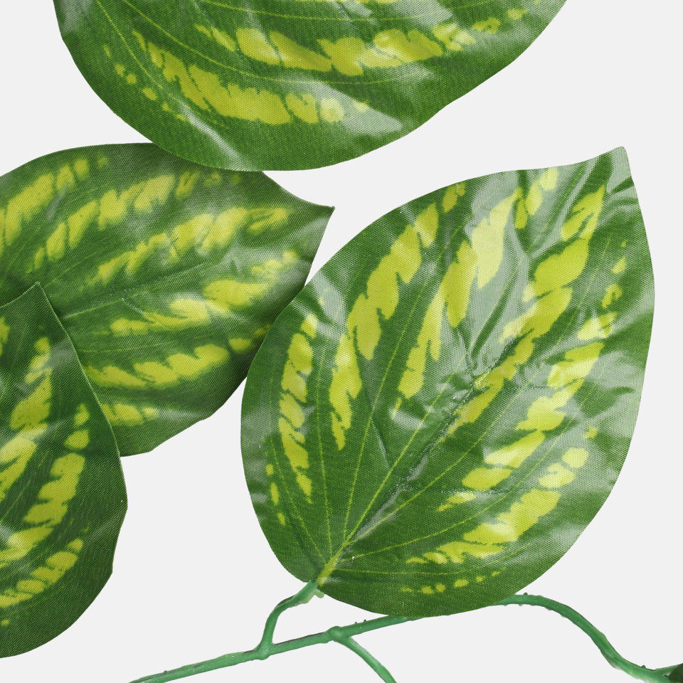 Maranta, T.T. Green F230-01