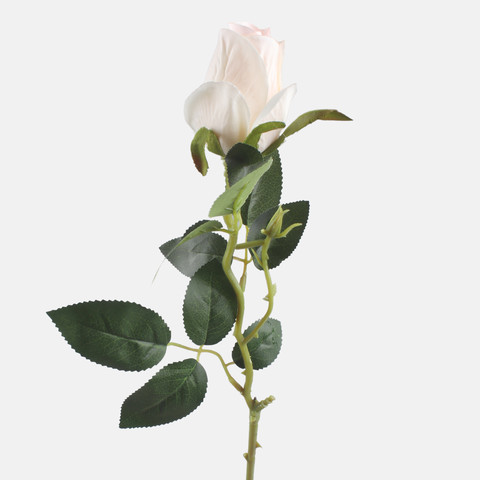 Róża w pąku, Lt. Peach L892-03