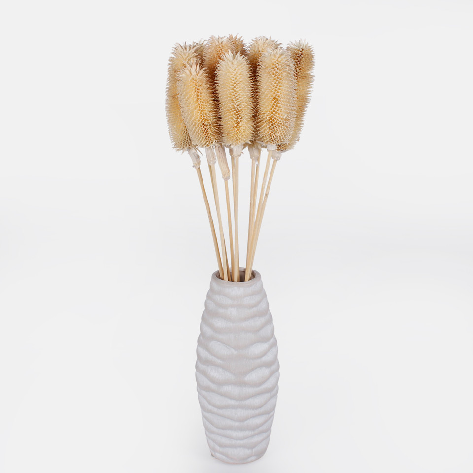Dried natural thistle, White Y607-01