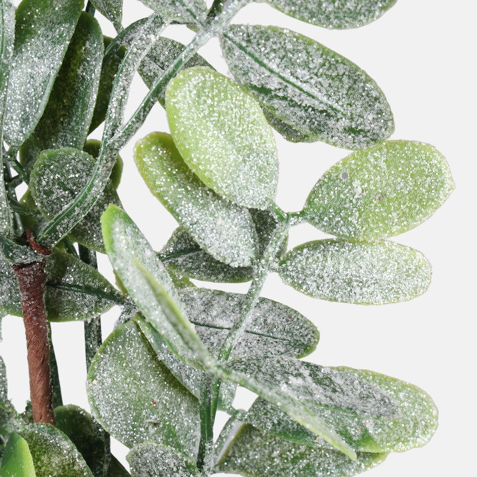 Glittered privet, Frosted Green F246S-01