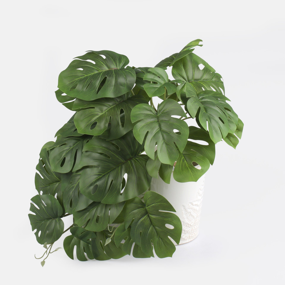Monstera Thai, Green B134-01