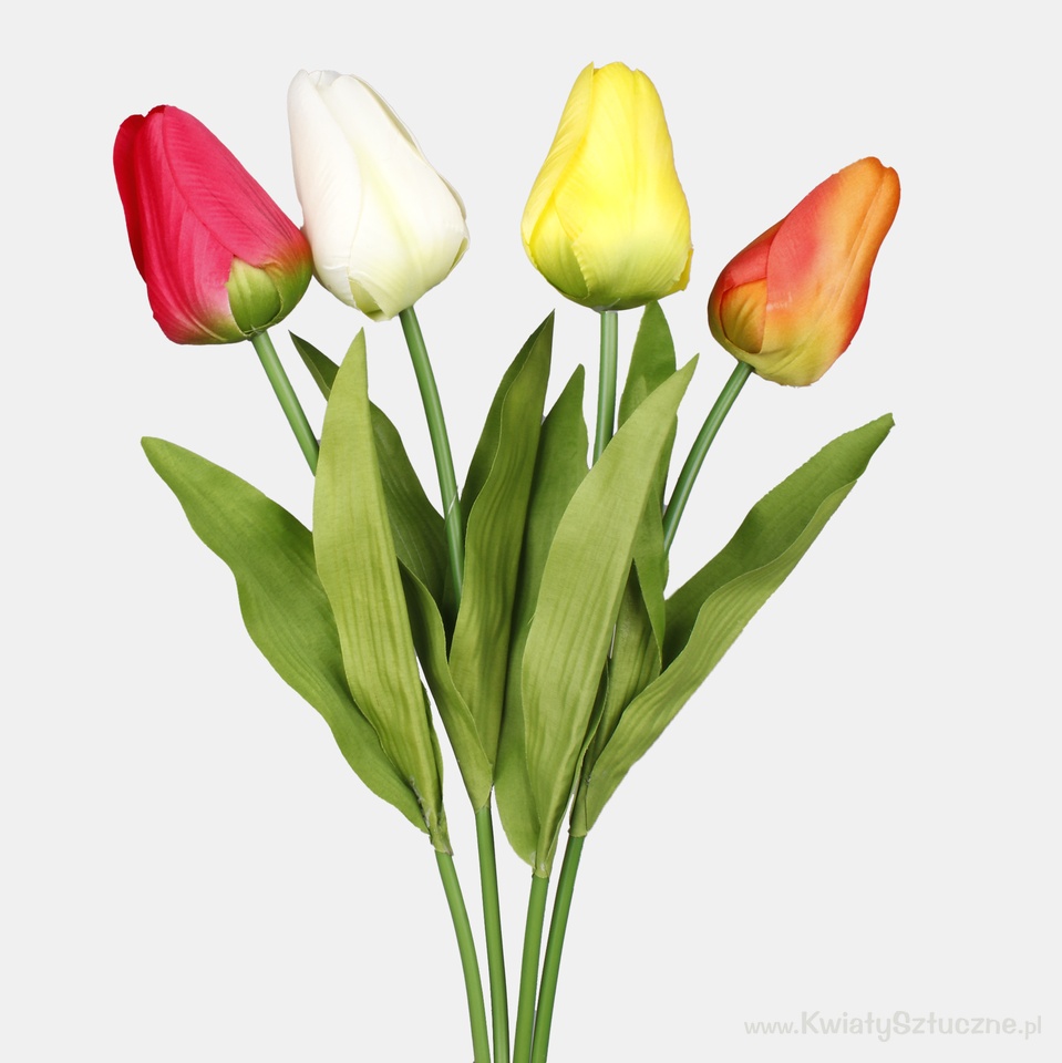 Tulip, Beauty L777-02