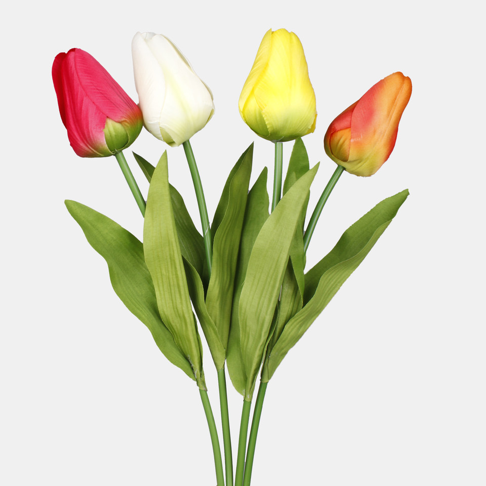 Tulipan, Beauty L777-02