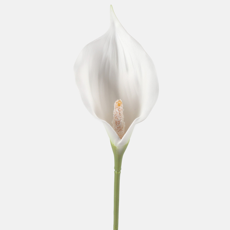 Calla, Mix 1 G463M-04
