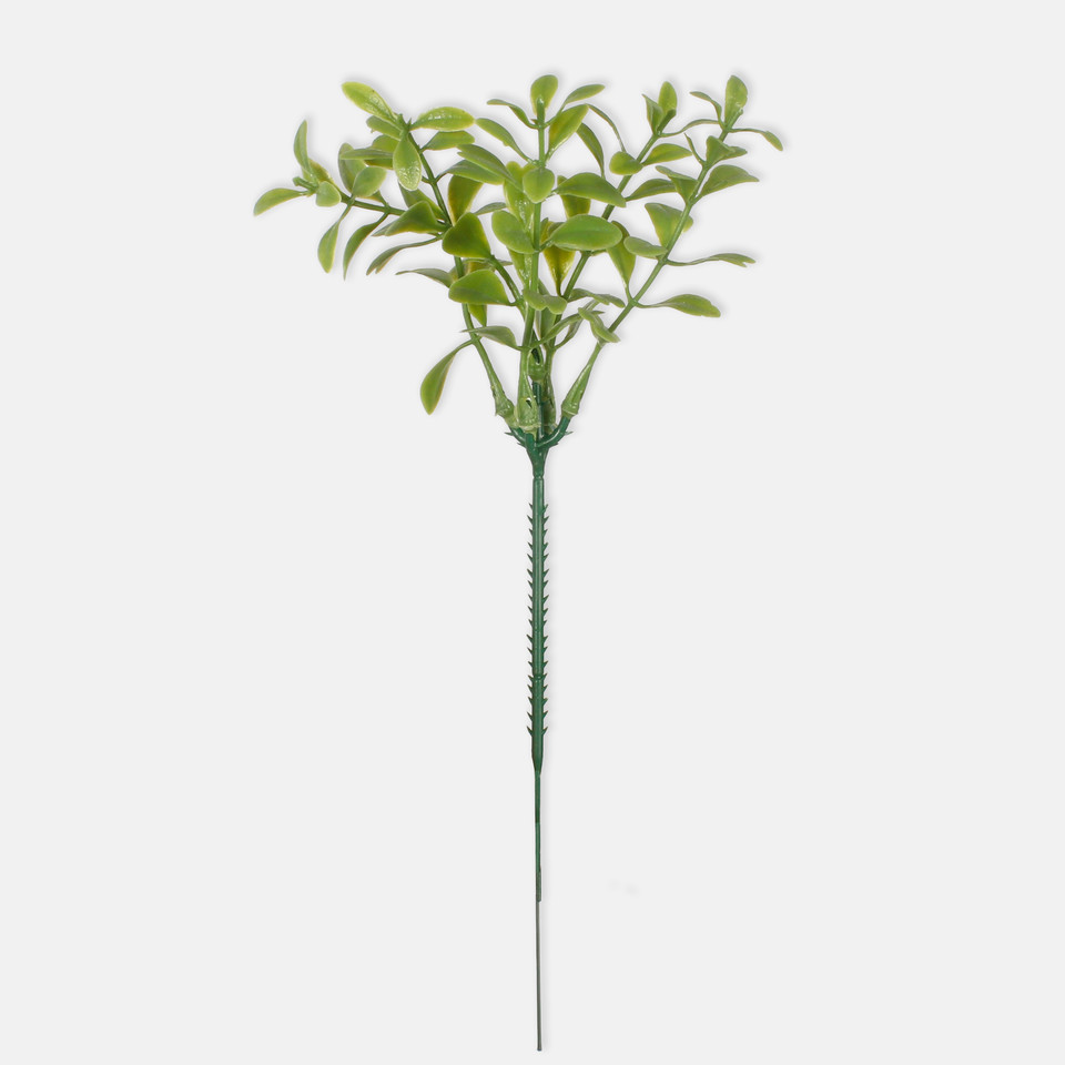 Bilberry, Green A241