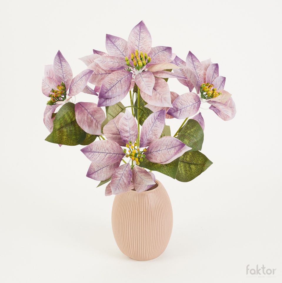 Poinsettia x 5, Cream/Purple YP38-05