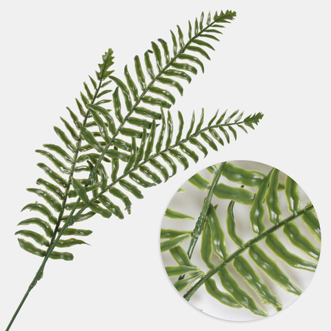 Fern Queen Kimberly A734