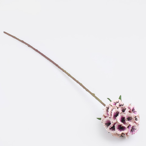 Viburnum snowball, Purple G490-02
