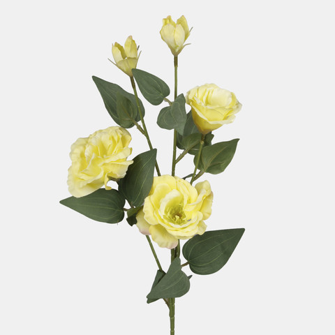 Eustoma, Yellow L872-03