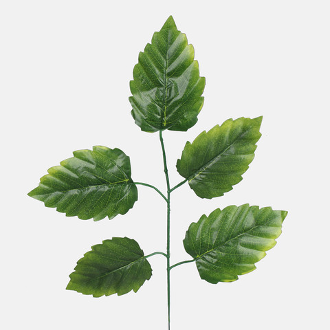 Elm, Green F244-01