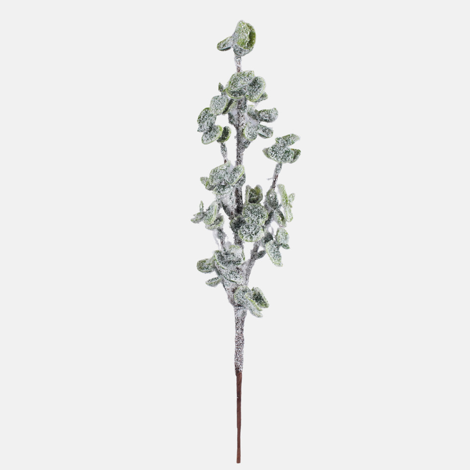 Snow-covered eucalyptus, Green A844S-01