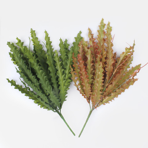 Asplenium nidus 'Crispy Wave' Fern Z231