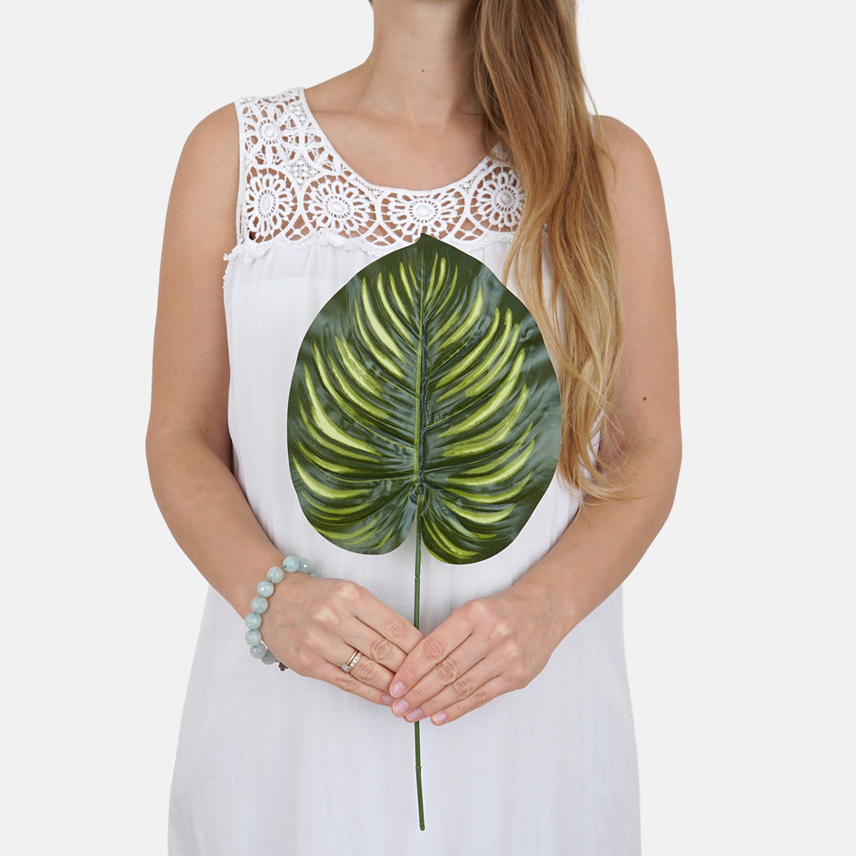 Philodendron leaf A654