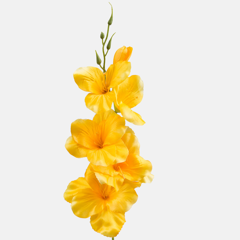 Satin gladiolus, Yellow G190K-07