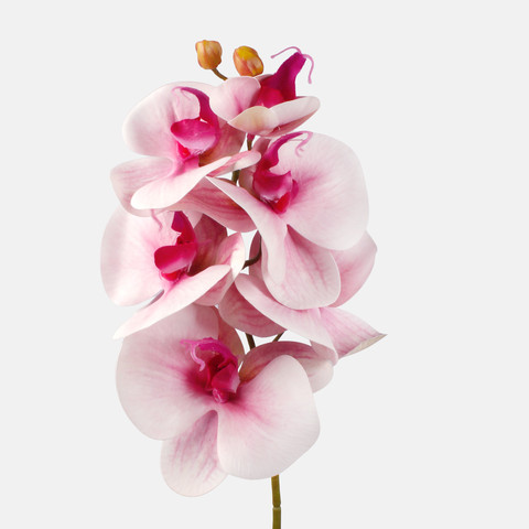 Orchid L775L