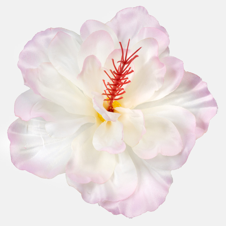 Hibiskus satynowy, Cream/Pink W093-03