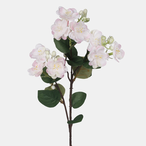 Jasmine, Pink G479-03