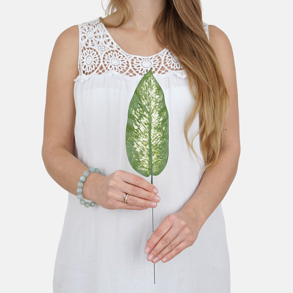 Dieffenbachia leaf A305