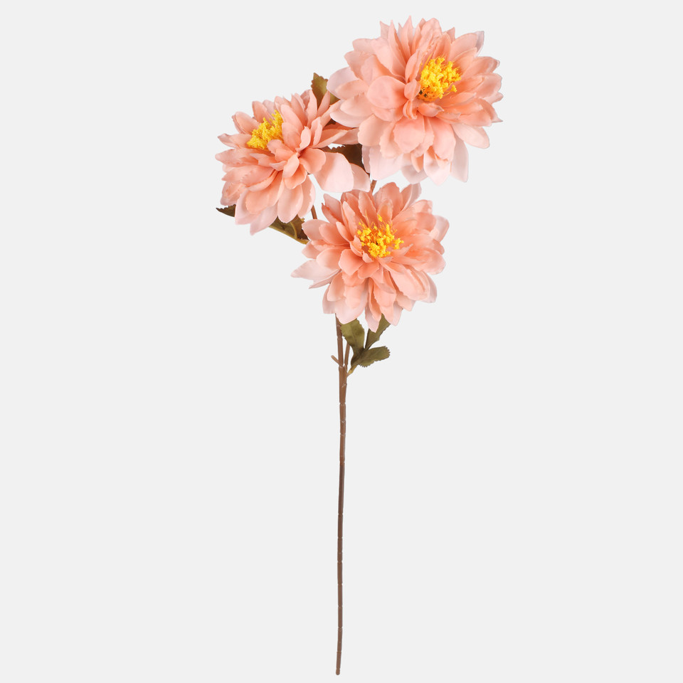 Dalia x 3, Autumn Peach G481-03
