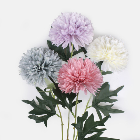 Chrysanthemum G470