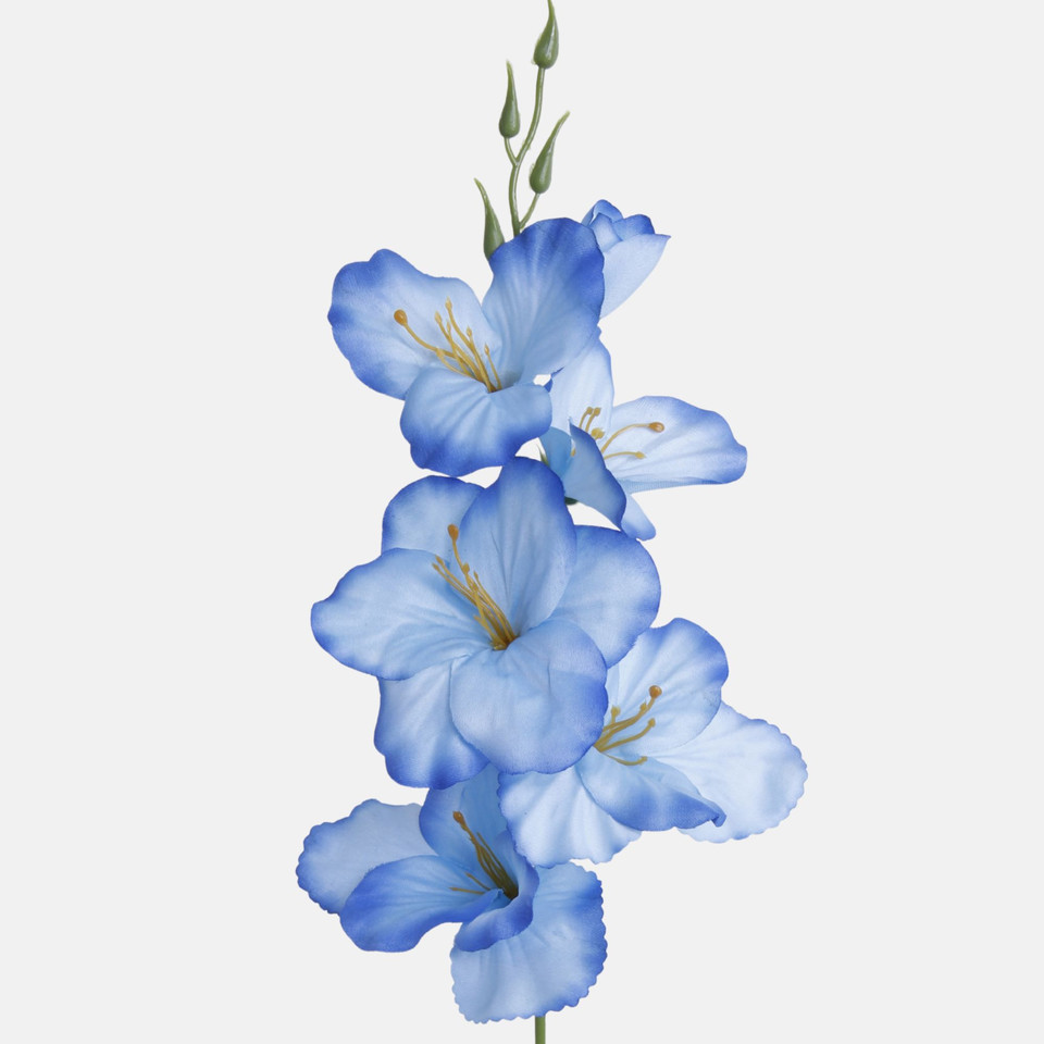 Satin gladiolus, Sapphire Blue G190K-40