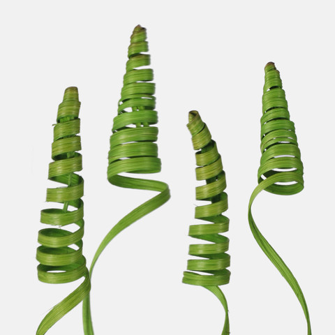 Cane cone mini Y028K