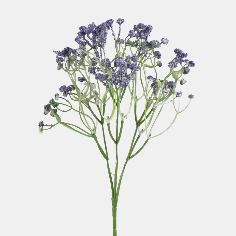 Gypsophila, Lilac L856-03