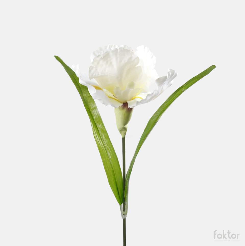 Iris, White G425-02