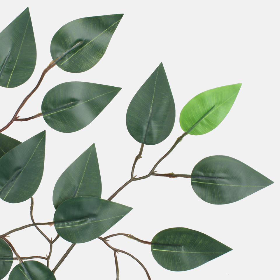 Ficus, Dk. Green F225-01
