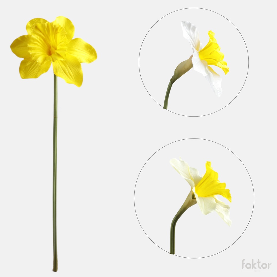 Daffodil, Yellow G509-01