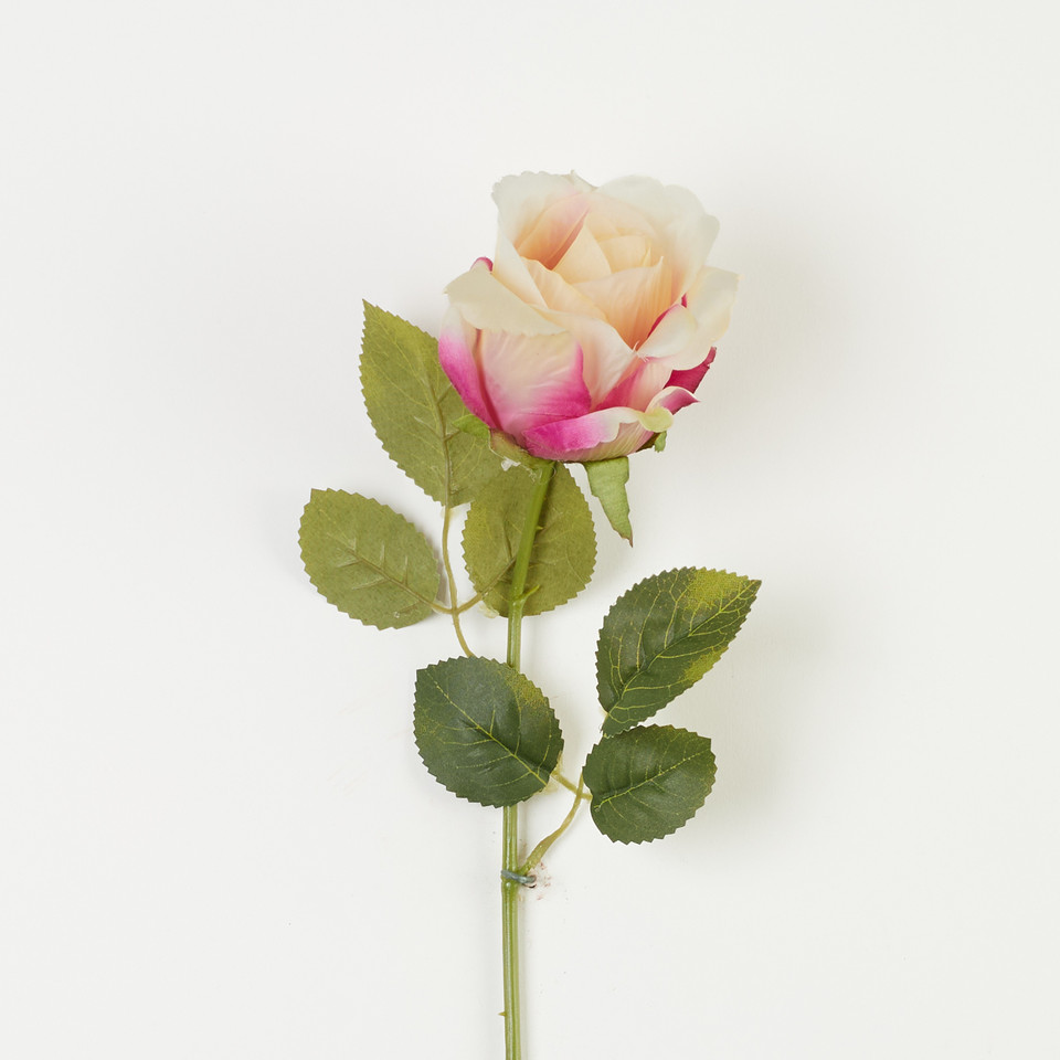 Róża – gałązka, peach purple B08-236