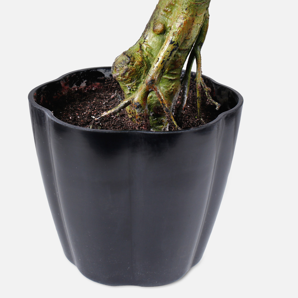 Bonsai D356