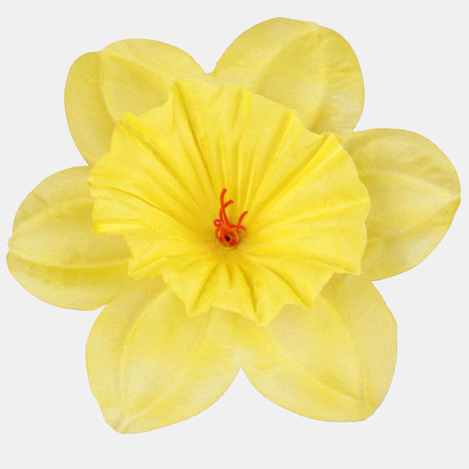 Żonkil, Yellow W275-01
