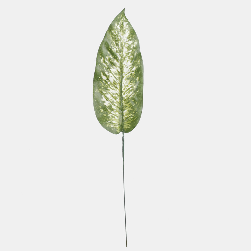 Dieffenbachia leaf, Green A305