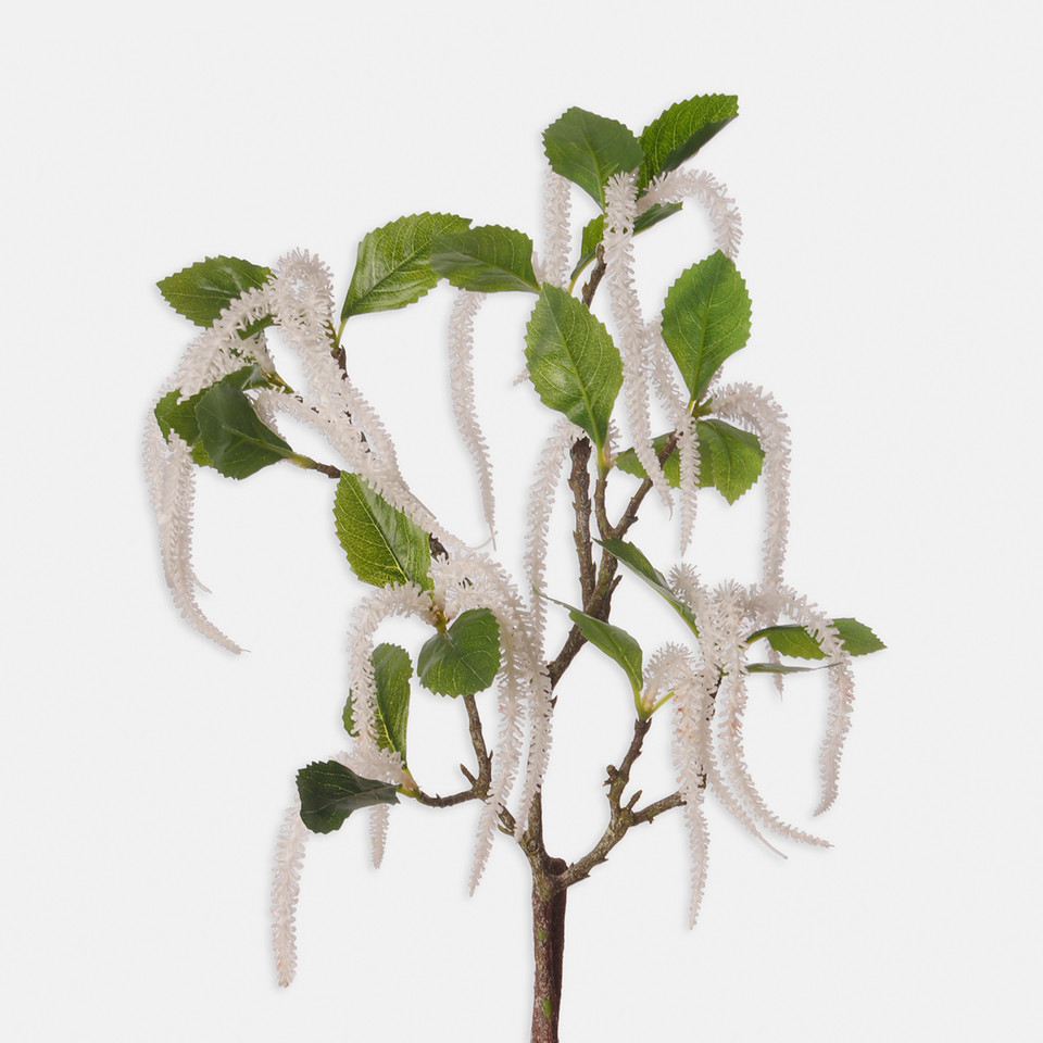 Leszczyna, White F014L-01